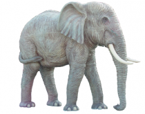 Asian Elephant (Life Size) 